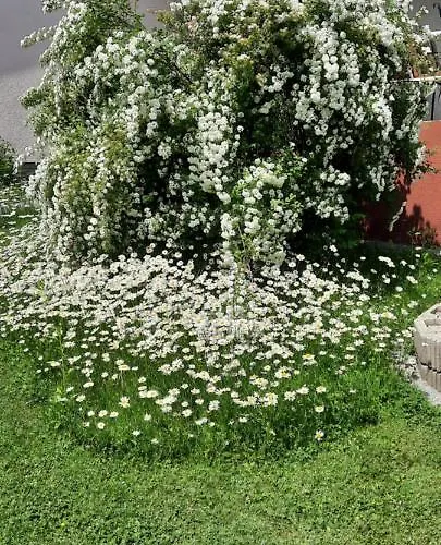 Haus Kiko Apartamento *